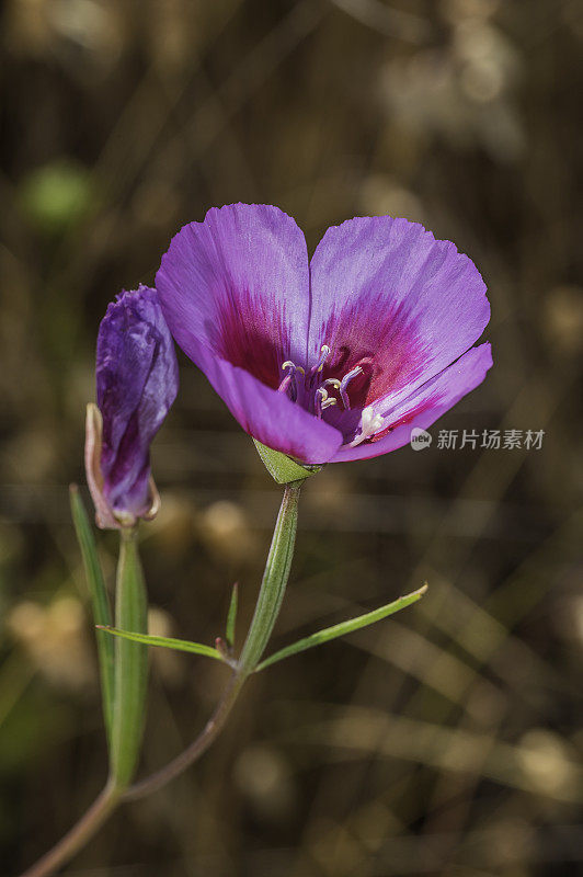 山字草紫竹ssp。Modini Mayacamas保护区，索诺马县，加利福尼亚州。马亚卡马斯山脉。